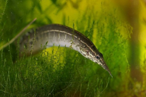 Macrognatus, або spiny eel Macrognatus, або spiny eel